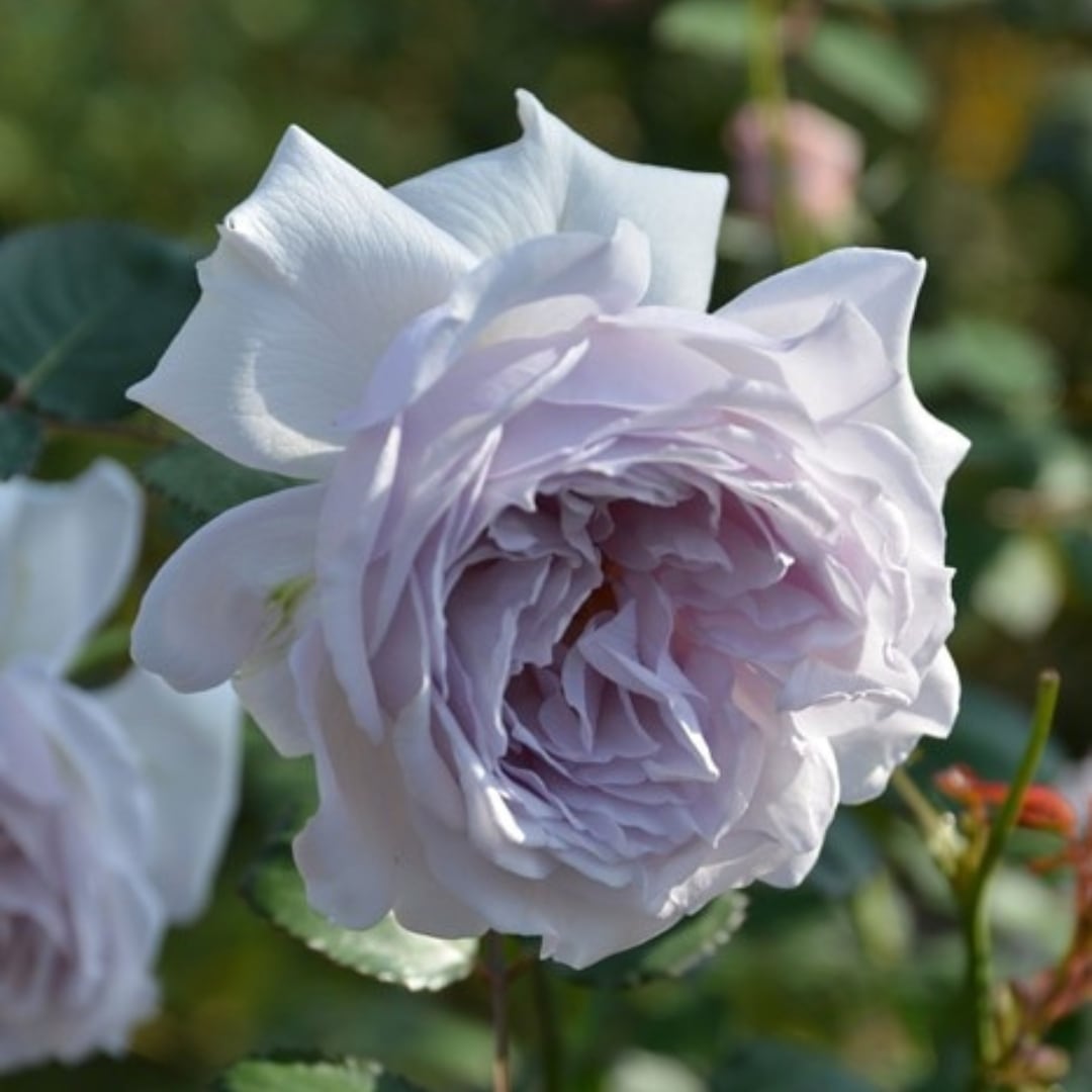 バラ苗 予約新苗 2026 コントレイル Contrail 国産ノイバラ台木使用